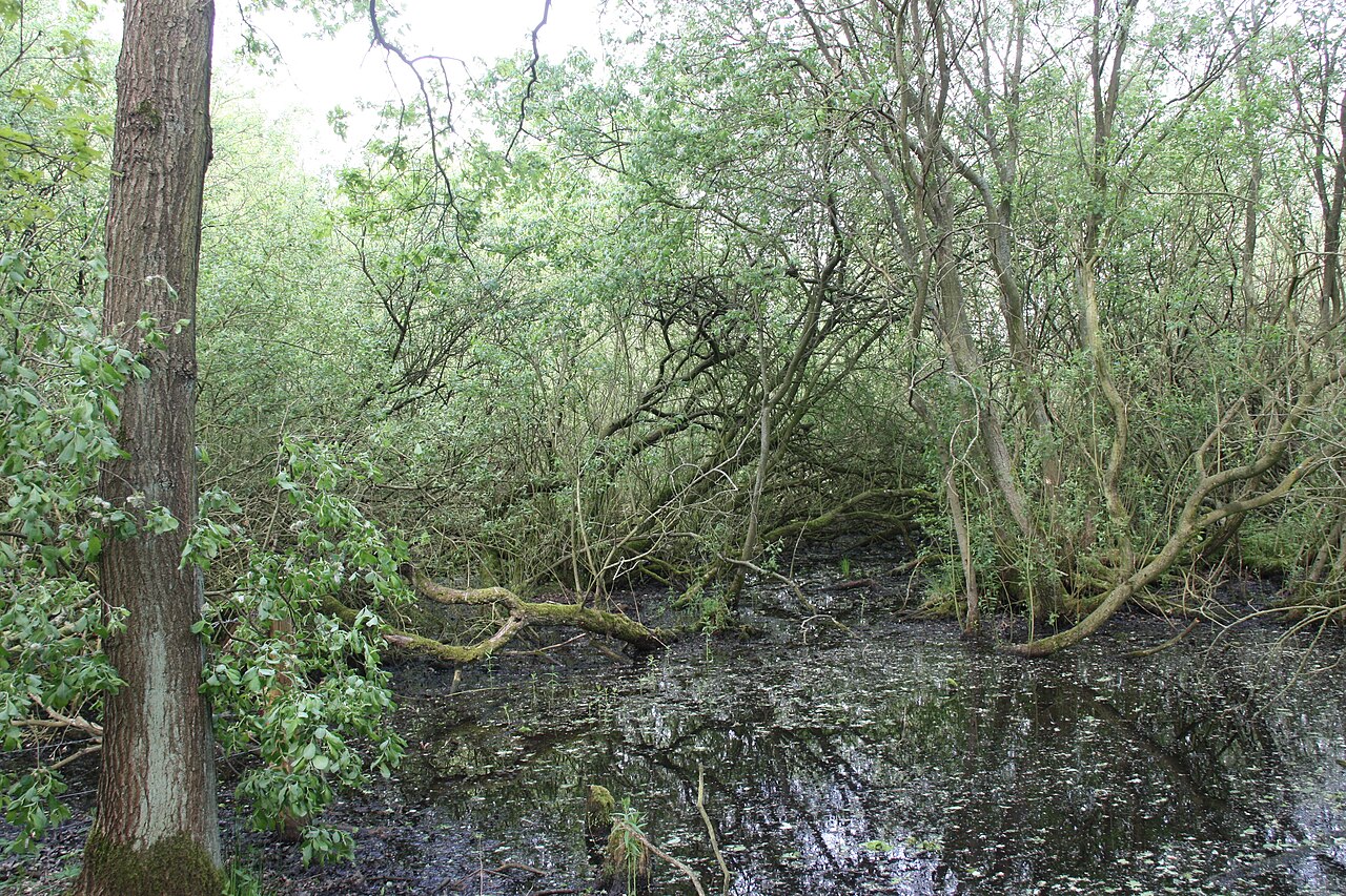 Stapelfelder Moor, Bruchwald