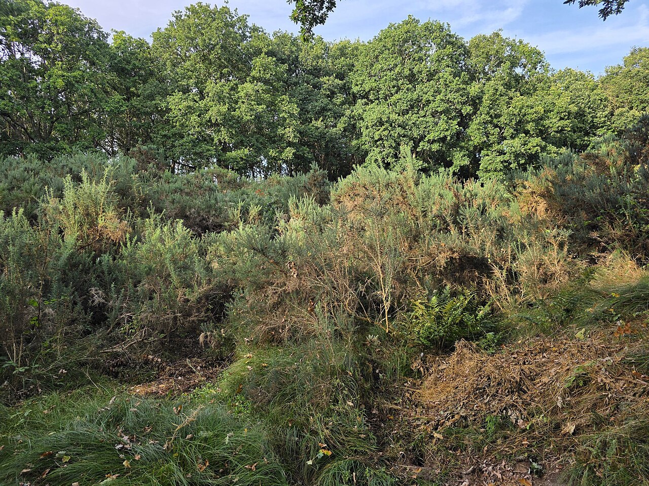 Nature reserve Stechginsterheide in Nordholz