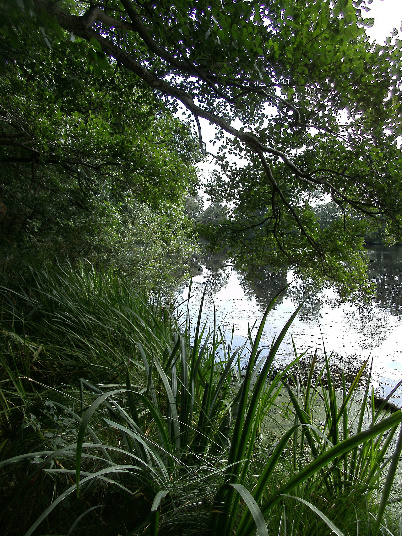 Die zum Mühlenteich aufgestaute Steinbeck bei Hagen, Nordufer