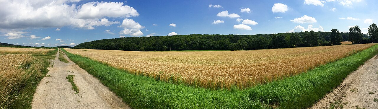 Panorama of Steinberg (Hildesheim)