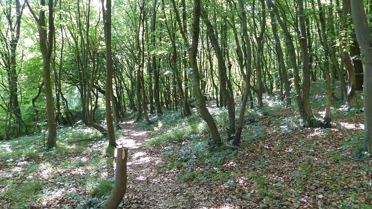 Steinbruch Lyngsberg