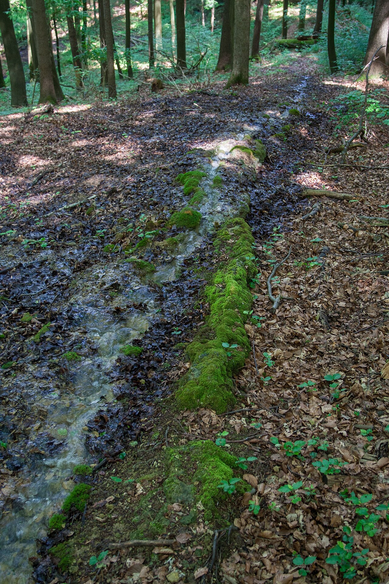 Steinerne Rinne, Buchenberg, Engelthal, Entenberg, Ausweisung des LSG "Südlicher Jura mit Moritzberg und Umgebung"