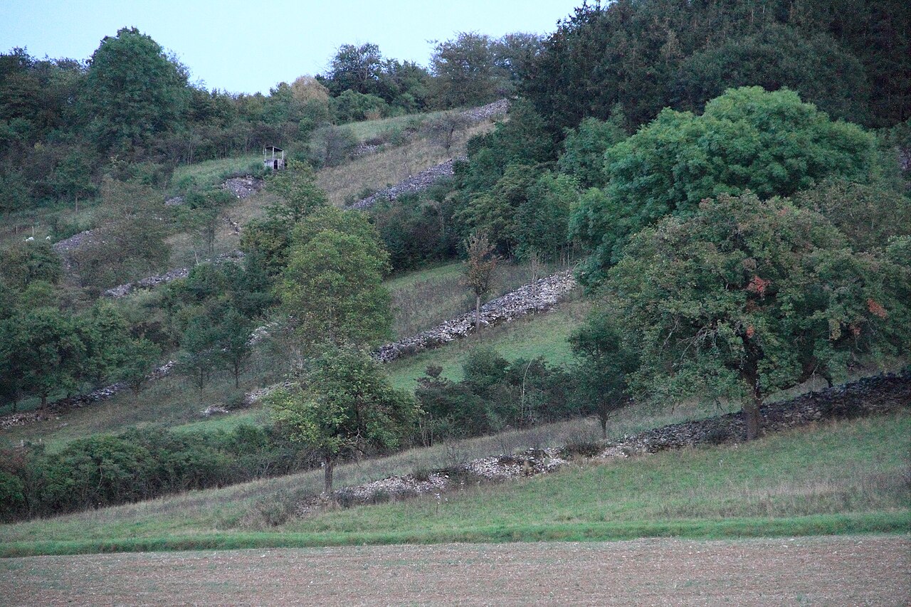 In der Steinriegellandschaft zwischen Weikersheim und Elpersheim, Taubertal