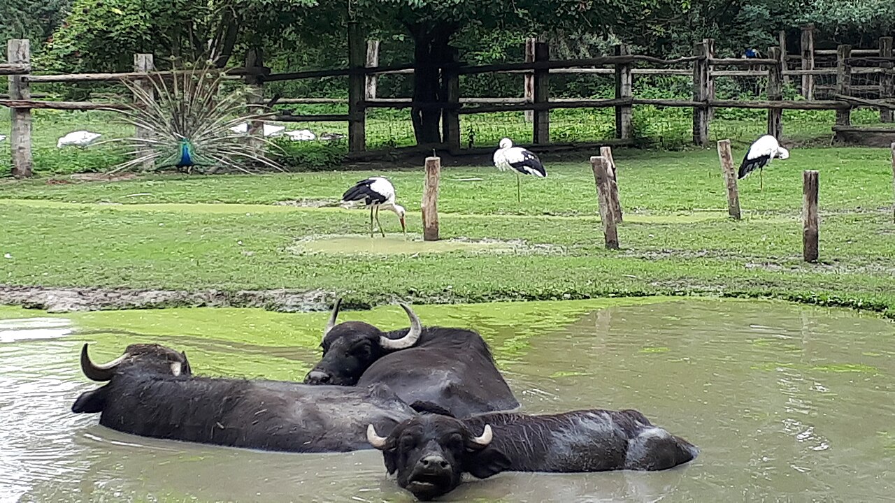 Water buffalo and white stork at Steppentierpark Pamhagen, Austria in Summer 2020