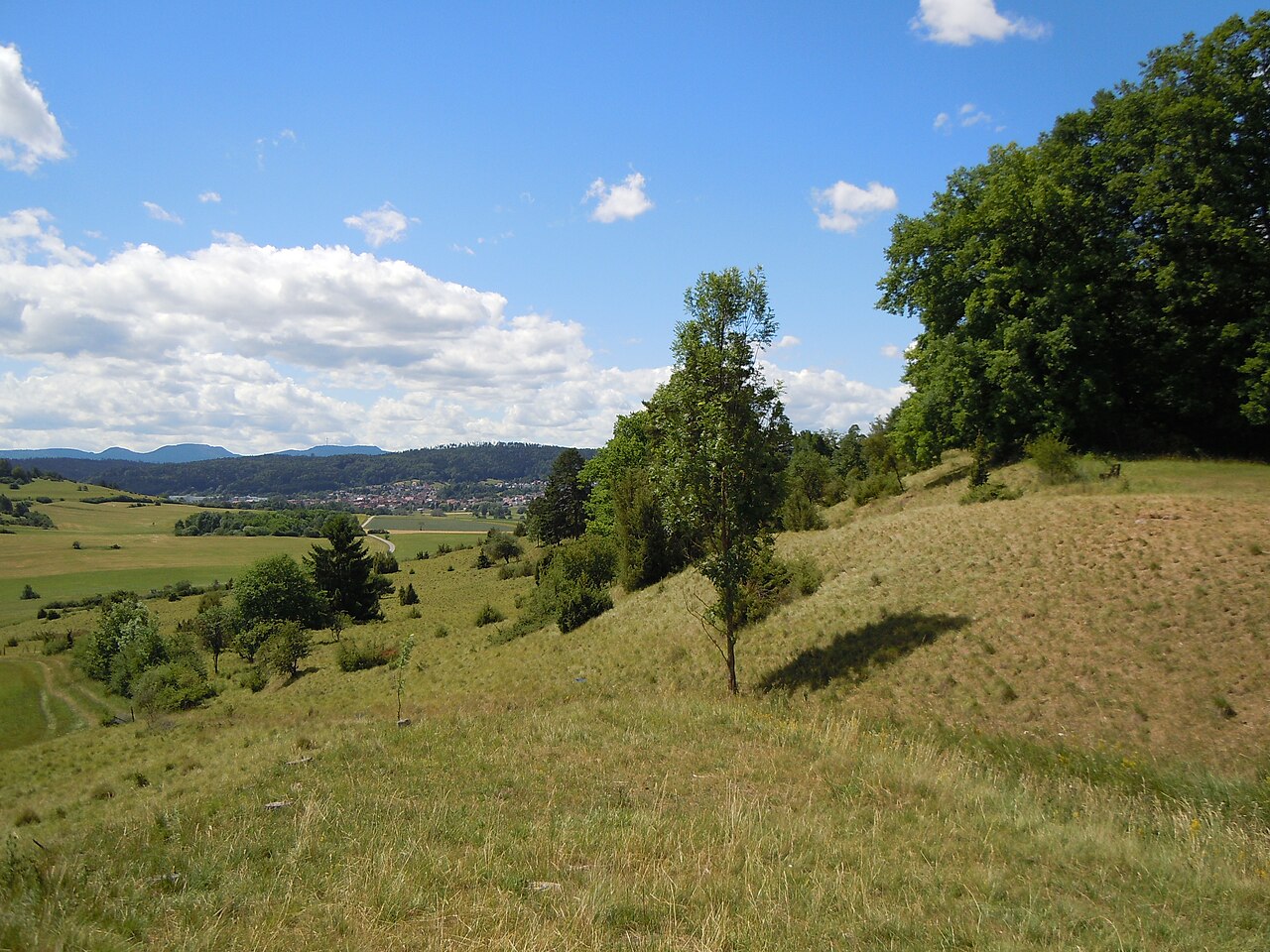 Naturschutzgebiet Stettener Weinberg: Der Osten des Gebiets, Blickrichtung Süd, hangabwärts