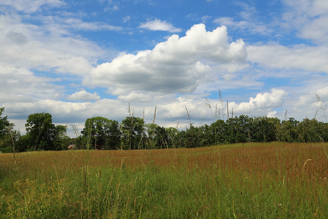 Meadow in Doberburg , district of Lieberose , Landkreis Dahme-Spreewald , Brandenburg , Germany