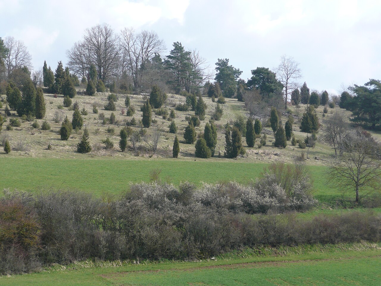 12ha großes Naturschutzgebiet Storrenberg (Wacholderheide, Schafweide) bei Dachtel