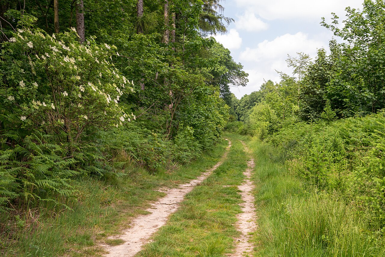 Waldgebiet am Stuckenberg im LSG Herforder Bergland