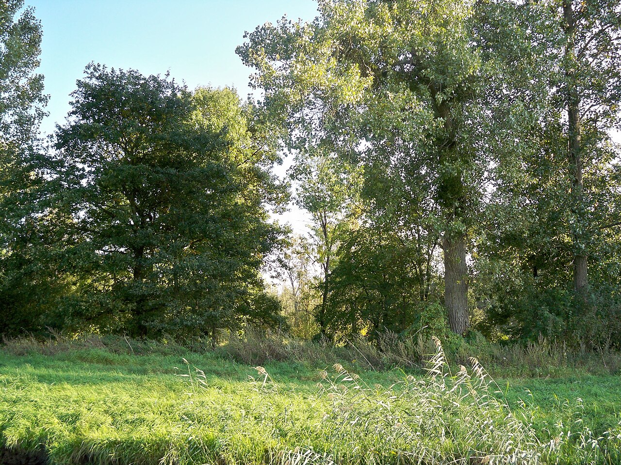 Danndorf, Lower saxony, nature reserve Allerauenwald im Drömling, view across the Aller river