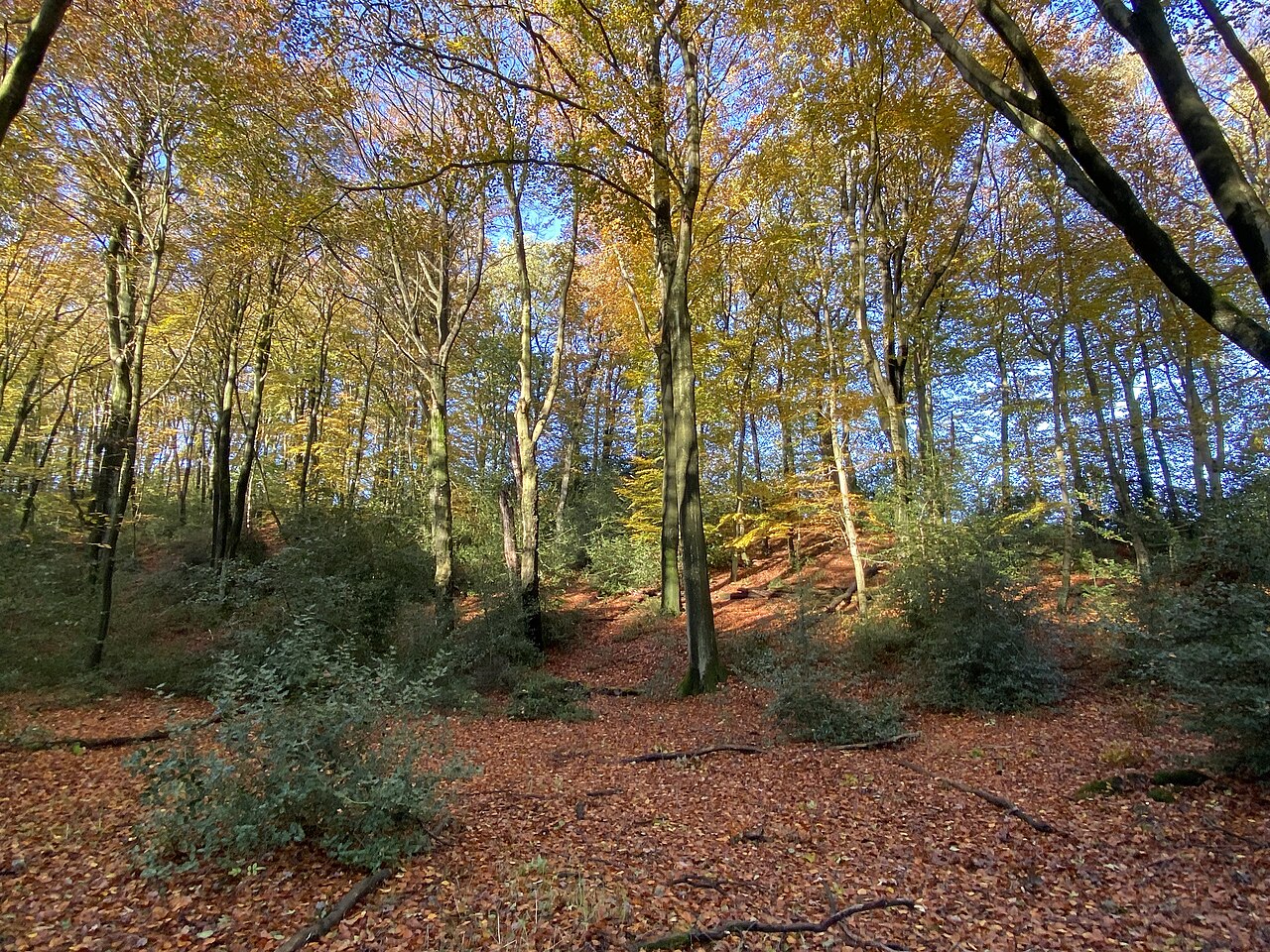 Buchenwald im südlichen Teil des Naturschutzgebietes Südliches Sprockhöveler Bachtal