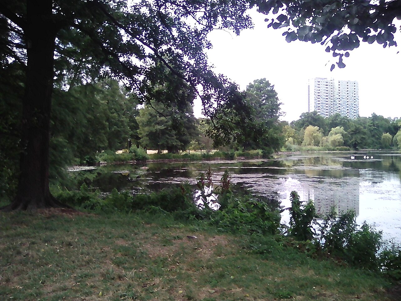 Südpark in Berlin Spandau, Blick über den Teich und auf das Südufer