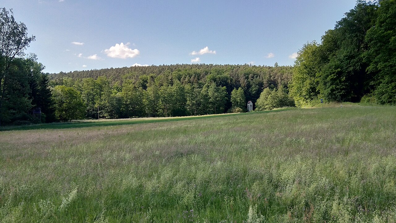 Blick über das Naturschutzgebiet Feuchtwiesen im Sulzbachtal auf den Sulzberg im Osten von Sulzbach am Main, Höhe 217m