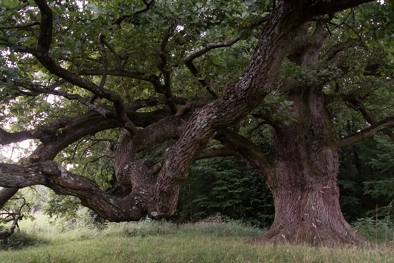 The very old Tree Sulzeiche in Germany (Region Tübingen)