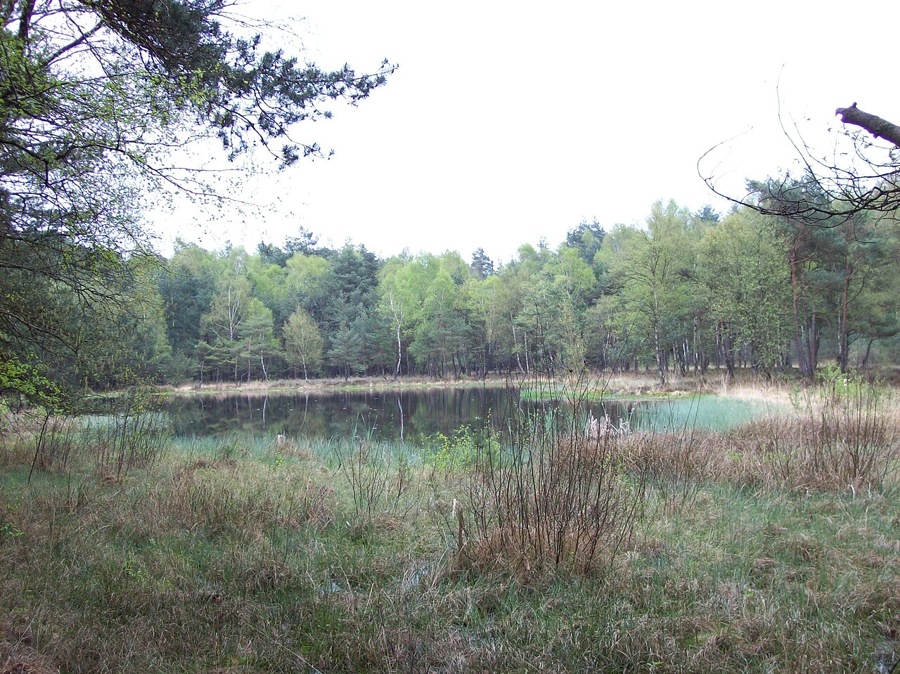 Naturschutzgebiet „Swatte Poele“ (NSG WE 051) in Bippen, Niedersachsen