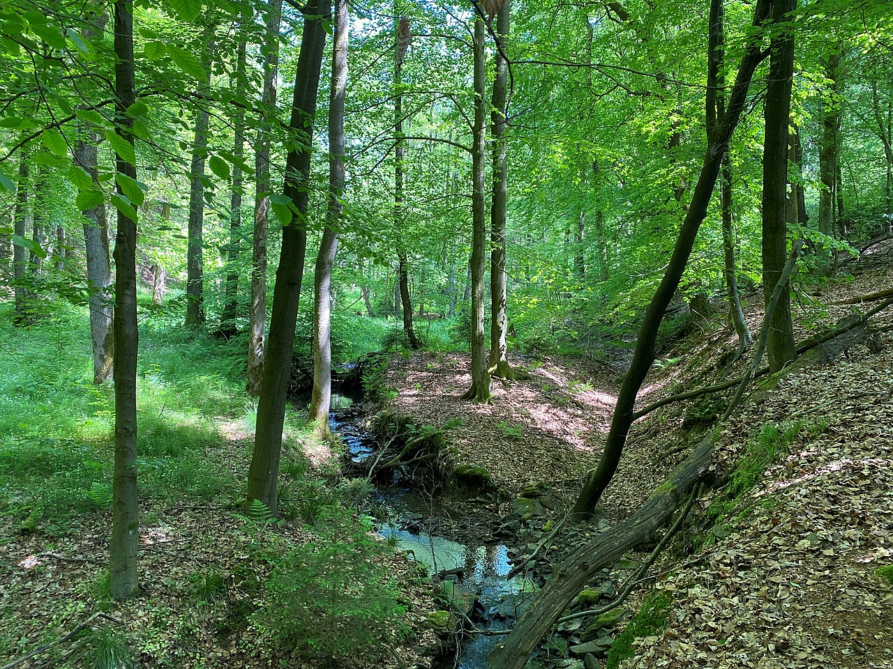 Naturschutzgebiet Tal der Fastenbecke
