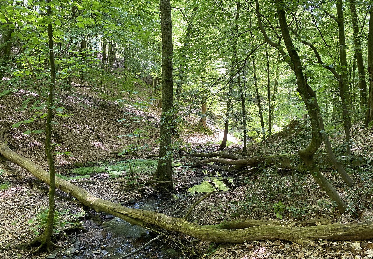 Naturschutzgebiet Tal der Wolfsbecke