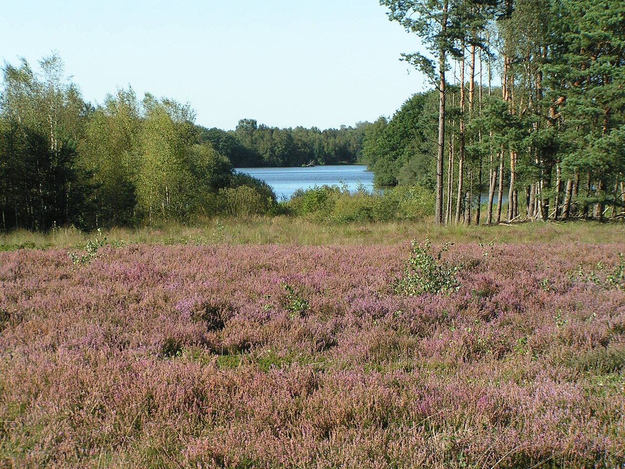 Heideblüte am Westufer der Thülsfelder Talsperre