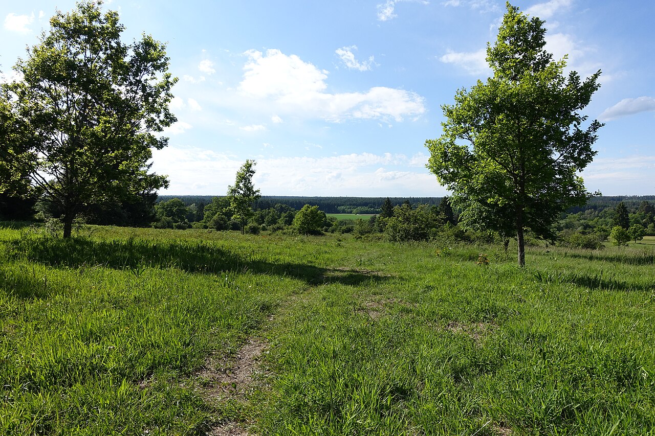 Conservation area 'Tannhörnle', Viewing direction: north