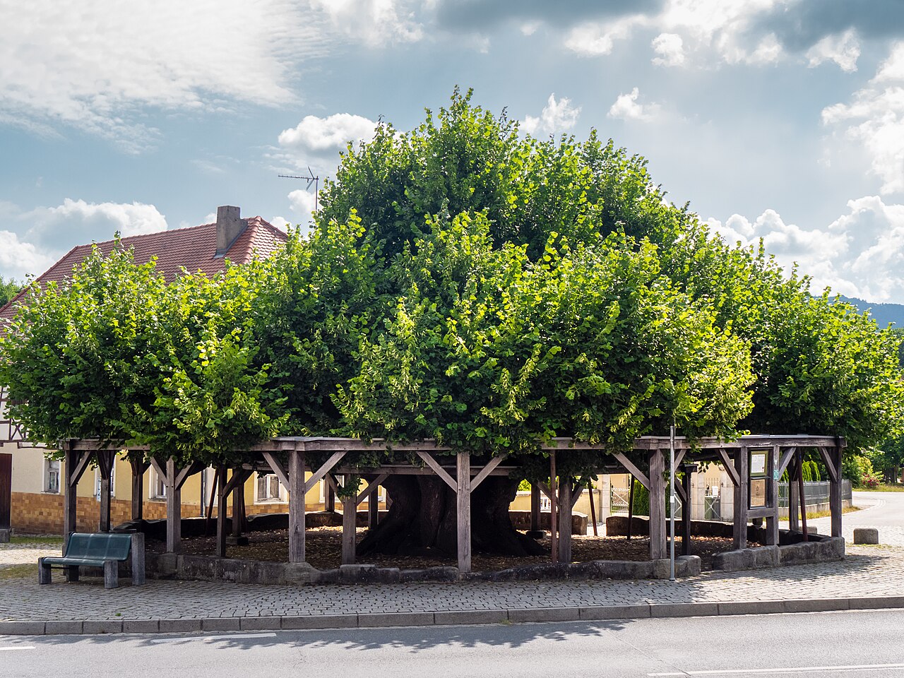 dance linden (tree) in Effeltrich