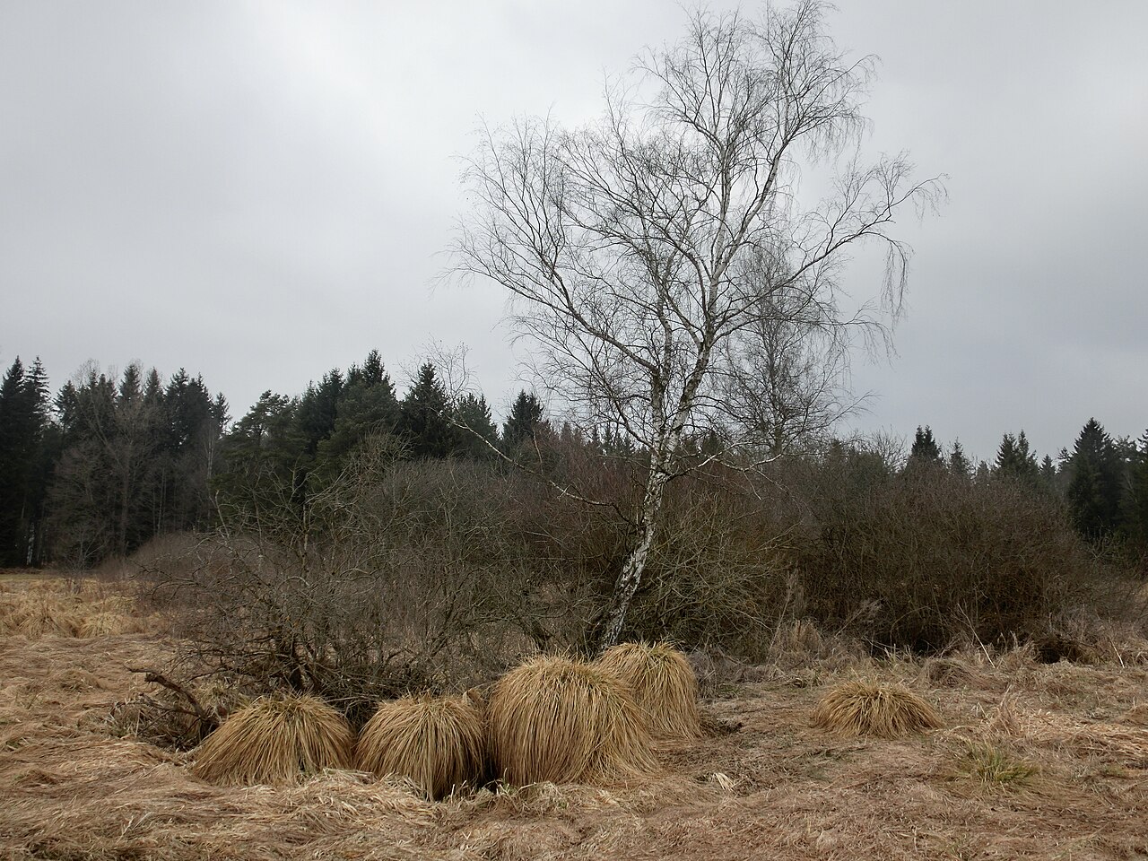 Deutschland - Baden-Württemberg - Landkreis Sigmaringen - Ostrach/Pfullendorf: Naturschutzgebiet "Taubenried"