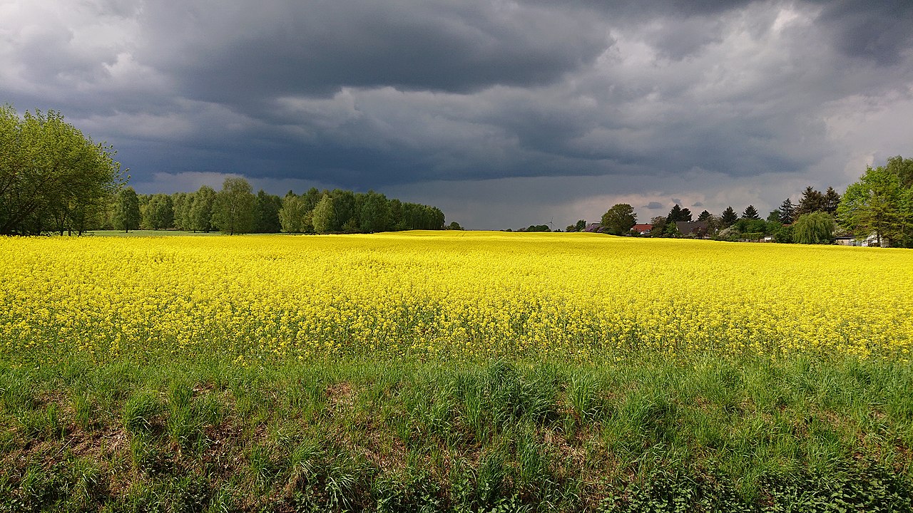 Rapsfeld in Berlin-Karow mit dunkelgrauen Wolken