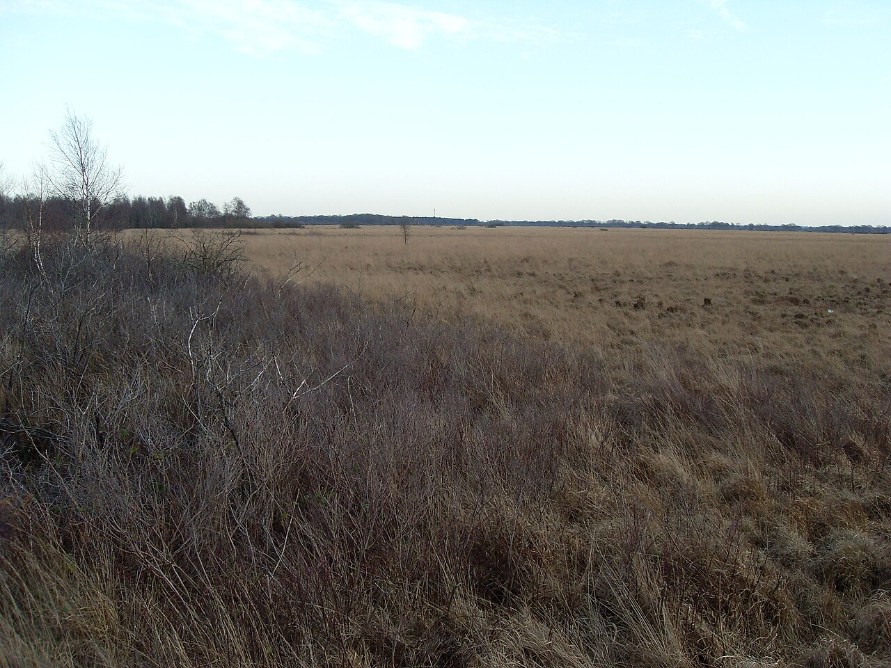 Nature reserve Tetenhusener Moor, Schleswig-Holstein, November 2009