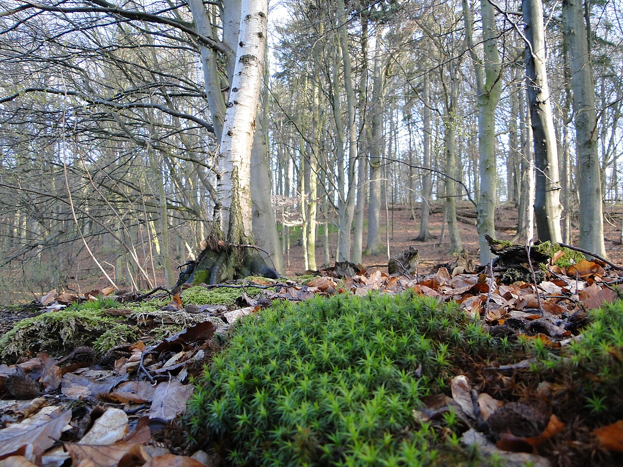 Naturschutzgebiet Teterower Heidberge Camera location 53° 47′ 39