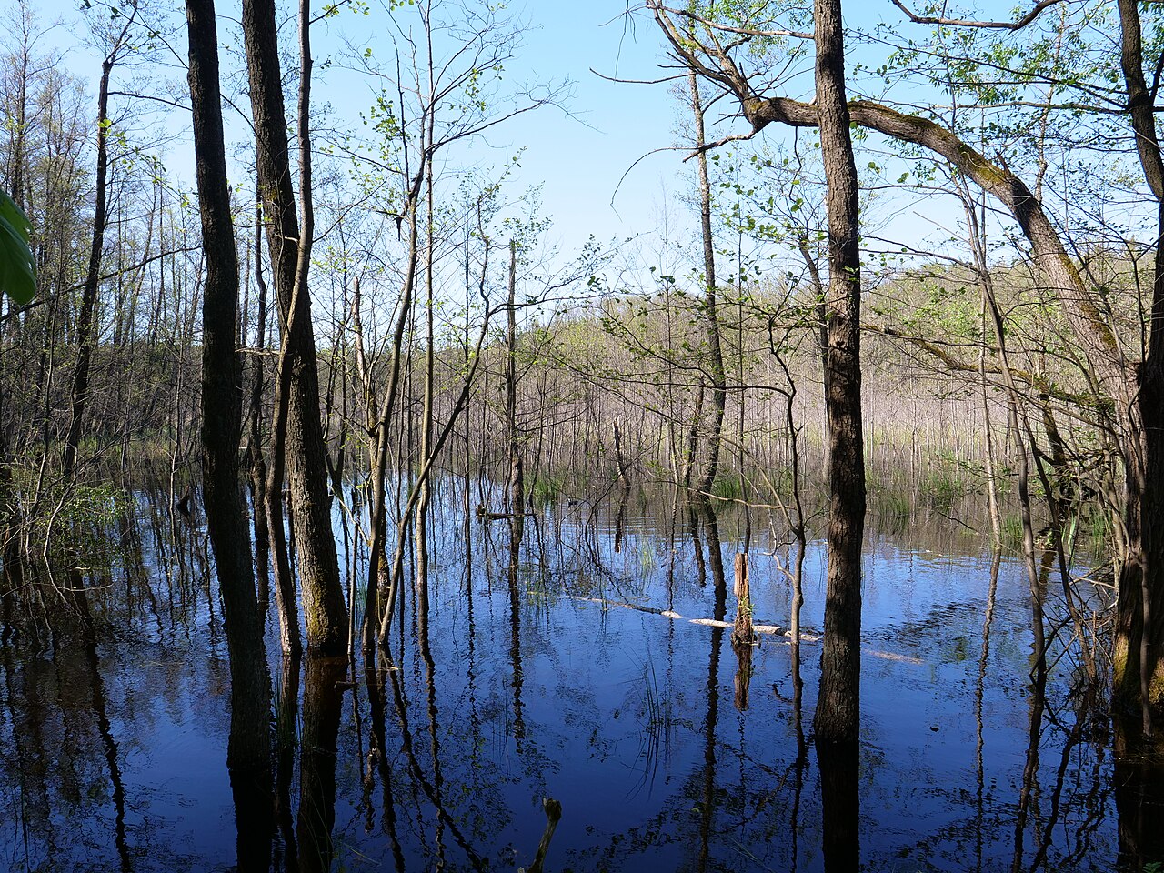 Teufelsbruch neben dem durchquerenden Weg im Frühling