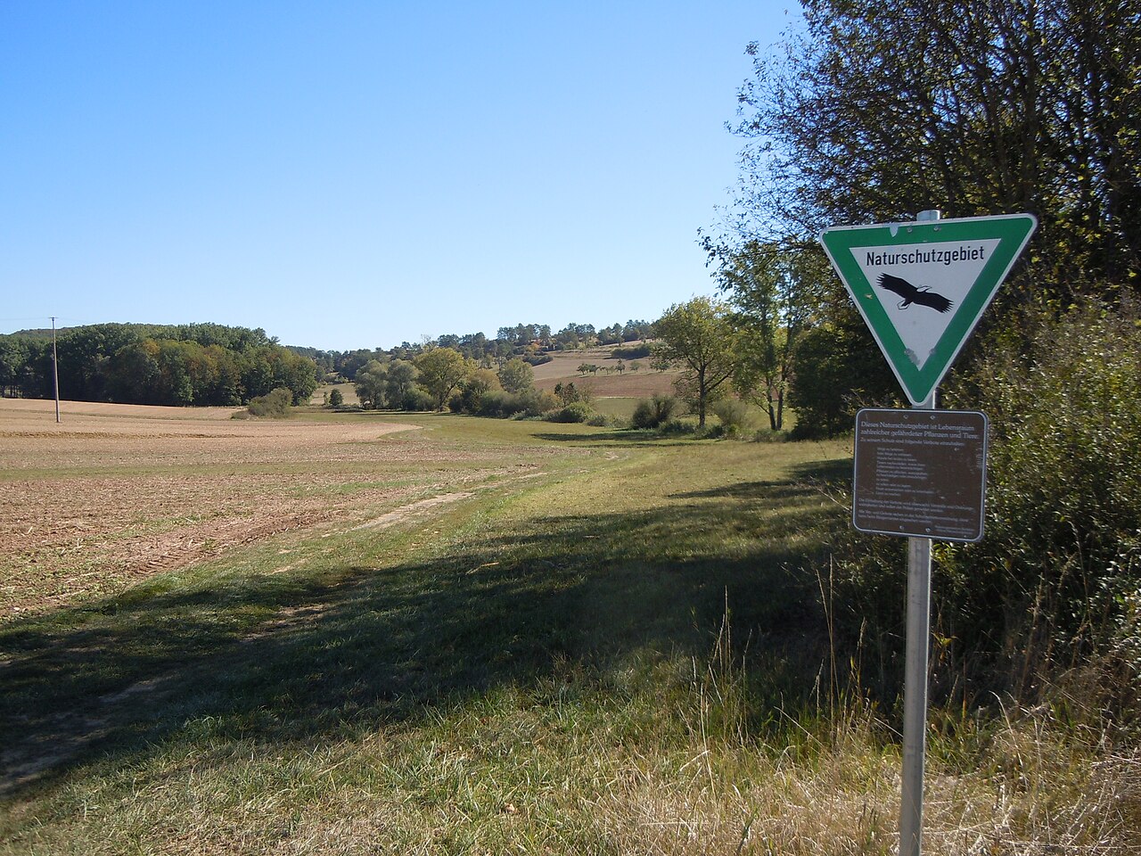 Ufergehölz des Stadelbachs im Naturschutzgebiet "Tiefenbronner Seewiesen" (Schutzgebiets-Nr