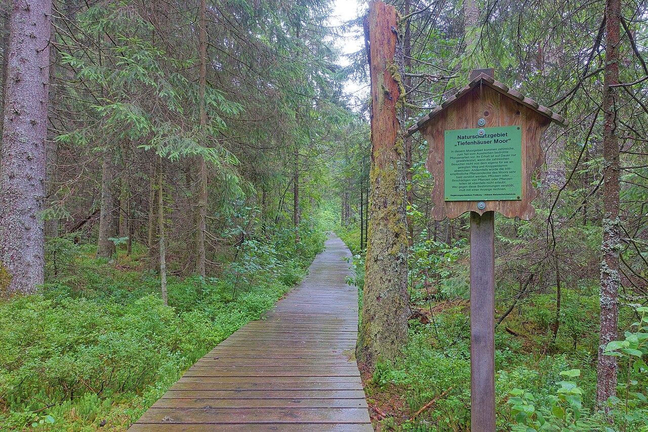 Naturschutzgebiet Tiefenhäuser Moos, Hochmoor im Südschwarzwald