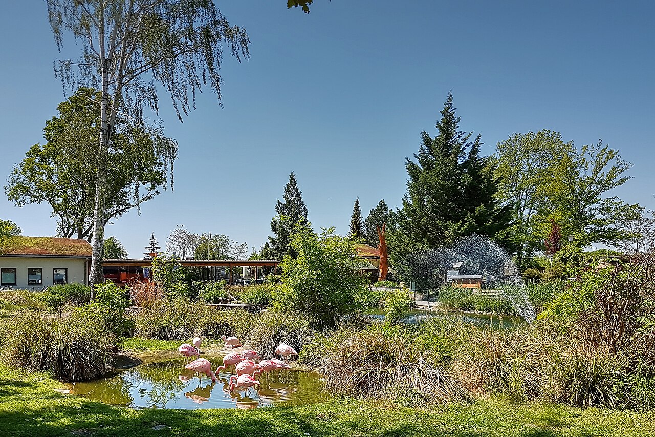 Tiergarten Delitzsch in Delitzsch 2018 - Zwergflamingos