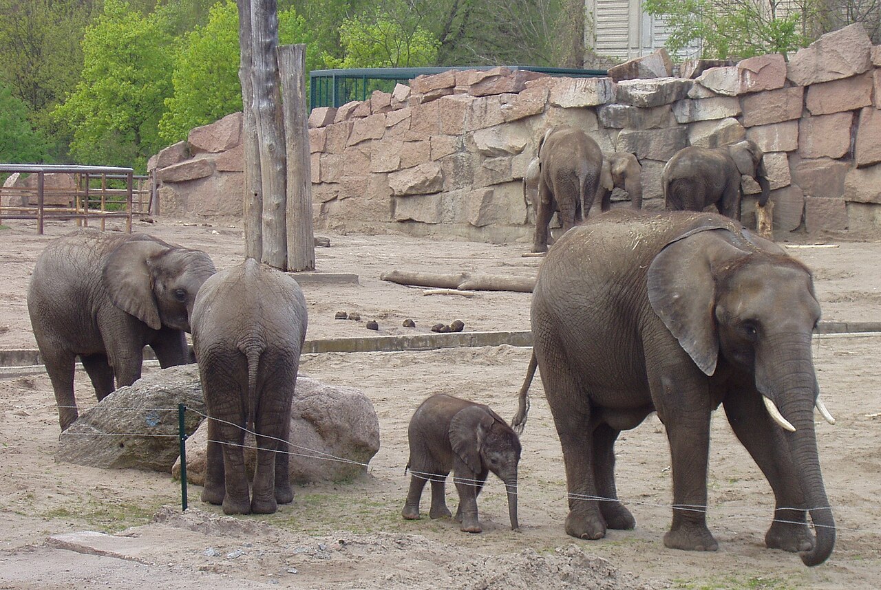 Tierpark Berlin - Afrikanische Elefanten