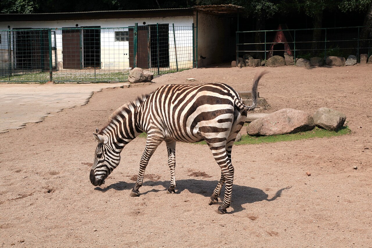 Equus quagga boehmi im Tierpark Gettorf