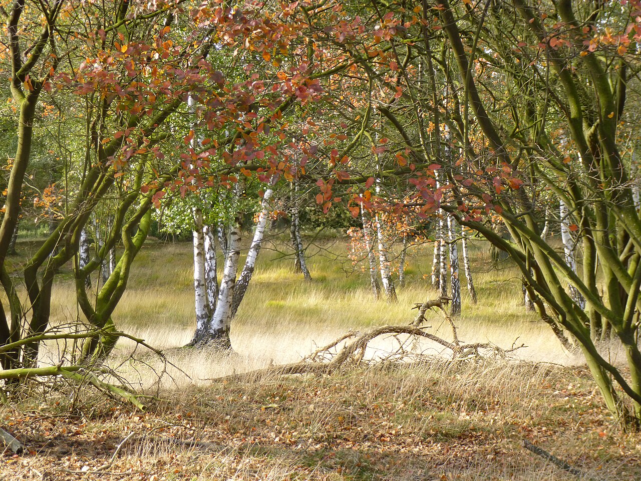 Herbstlandschaft im Naturschutzgebiet Tillenberge, Nordhorn, Grafschaft Bentheim, Niedersachsen, Deutschland