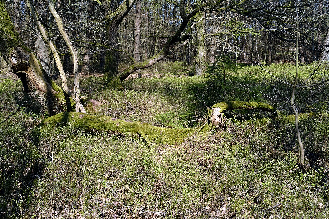 Impressionen aus dem Naturschutzgebiet "Tönsheider Wald" in Aukrug, Schleswig-Holstein