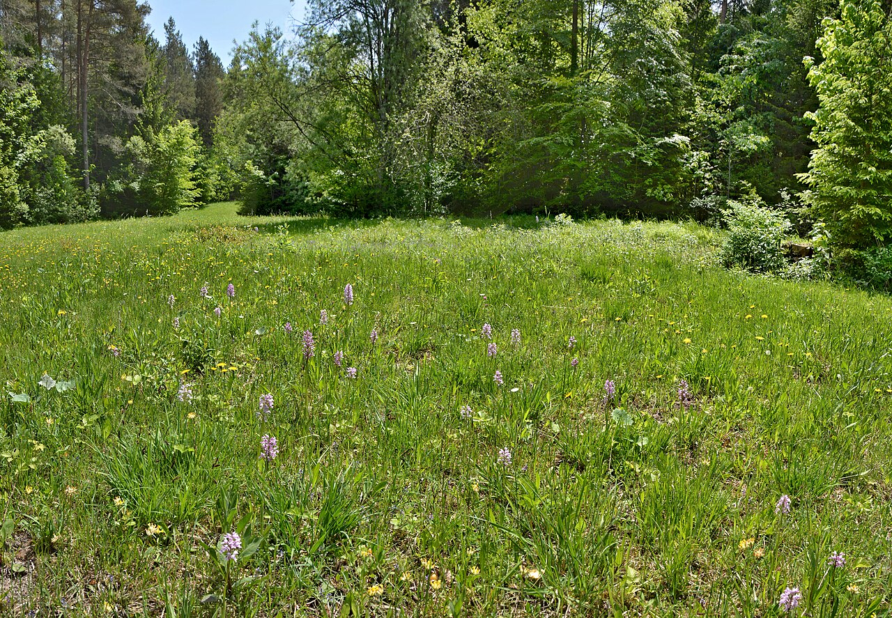 Ehemaliger aufgefüllter Tuffsteinbruch mit kalkreichem Halbtrockenrasen und geschützten Orchideen