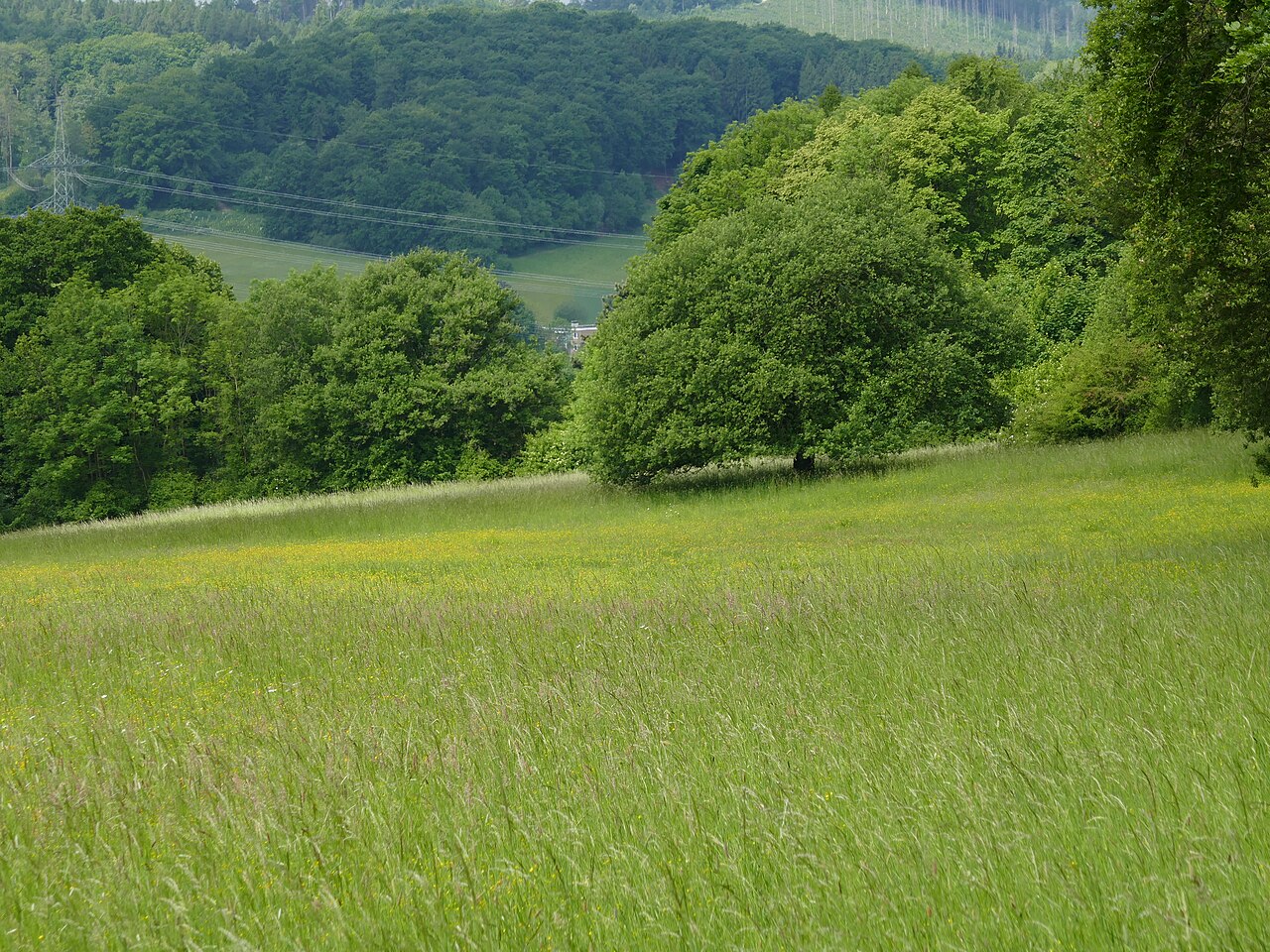 Naturschutzgebiet Ubbedisser Berg in Bielefeld