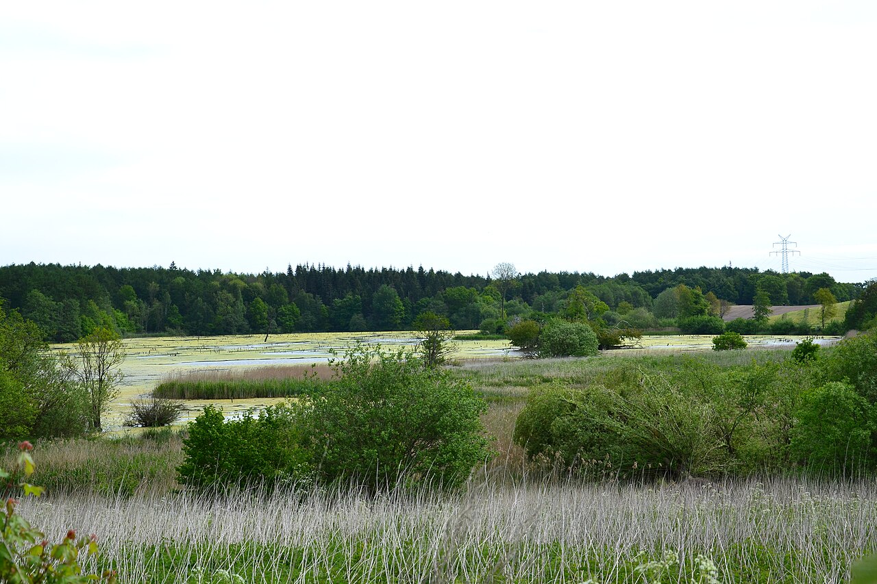 Überschwemmungswiesen Jägerslust, Kreis Rendsburg-Eckernförde, Blick aus westlicher Richtung (NSG Nr