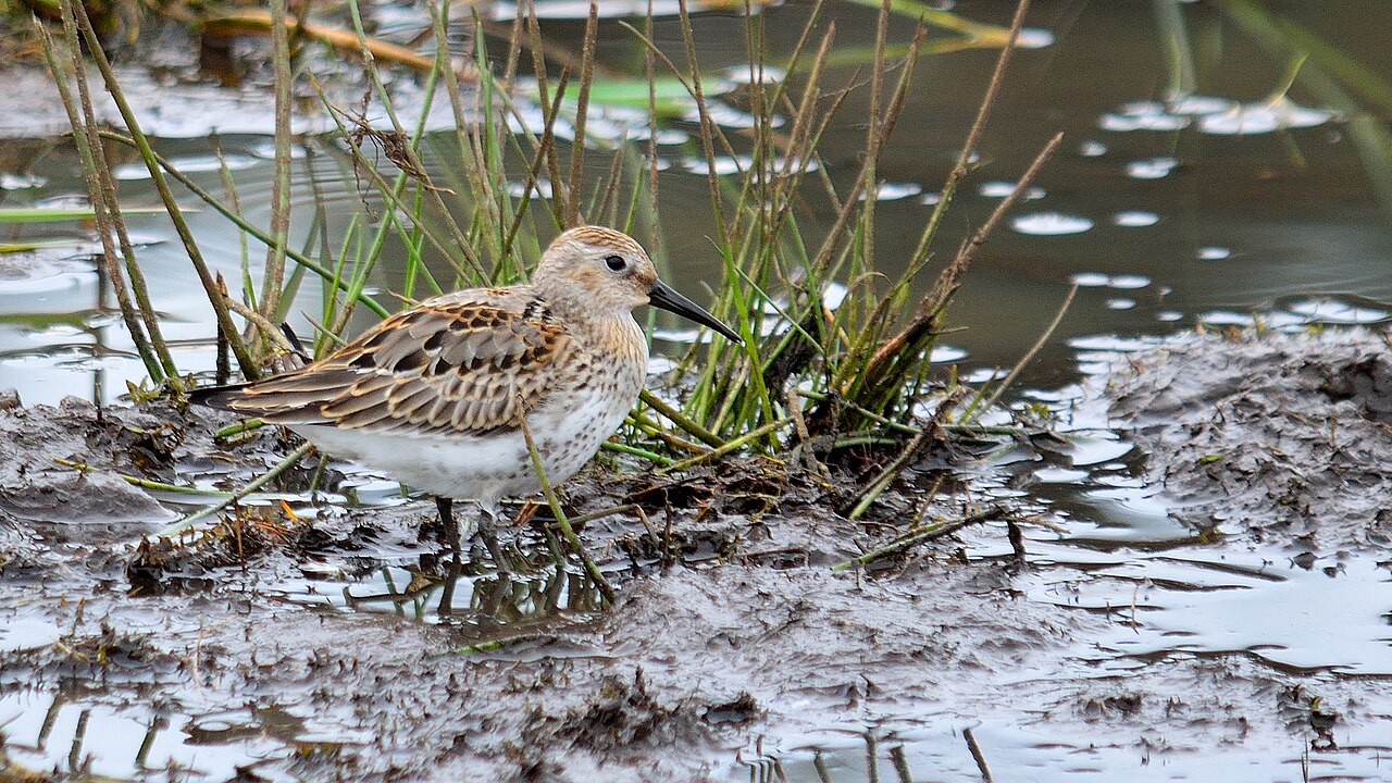 Alpenstrandläufer ( Calidris alpina ) in der Üfter Mark, Kreis Wesel (NRW)