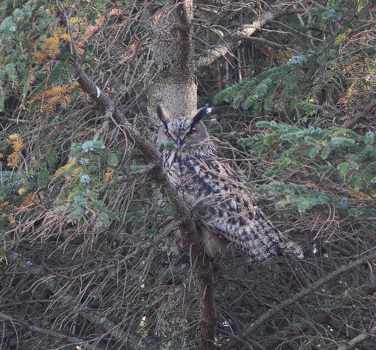 Eurasian Eagle-owl Bubo bubo , Lista, Norway
