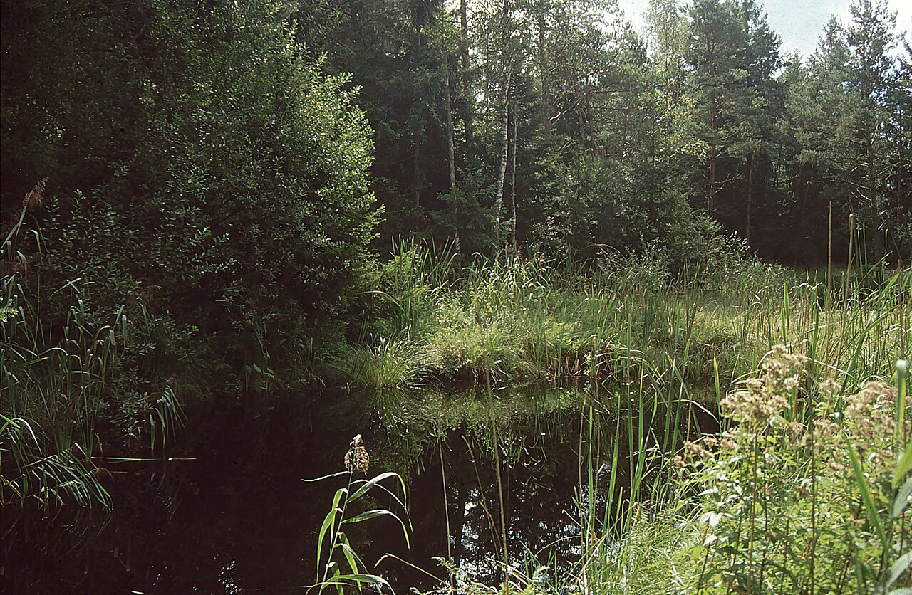 Naturschutzgebiet Ummendorfer Ried