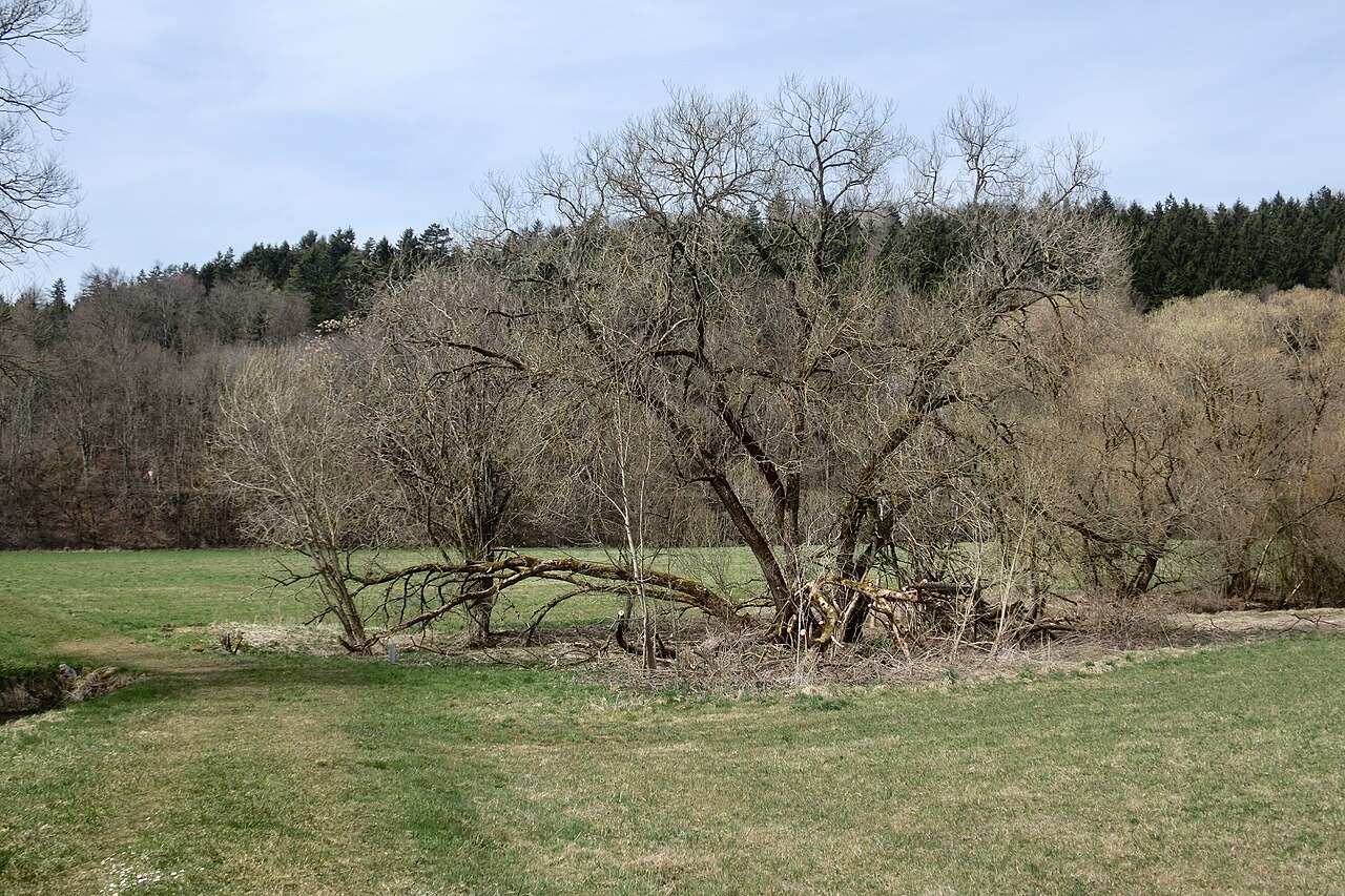 Deutschland (D) - Baden-Württemberg (BW) - Landkreis Sigmaringen (SIG) - Sigmaringen: im Naturschutzgebiet Untere Au
