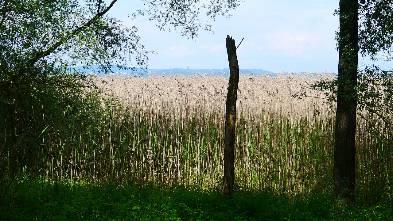 Das Naturschutz Bodenseeufer Untere Güll, ein Blick auf den Schilfwuchs vom Landesinneren