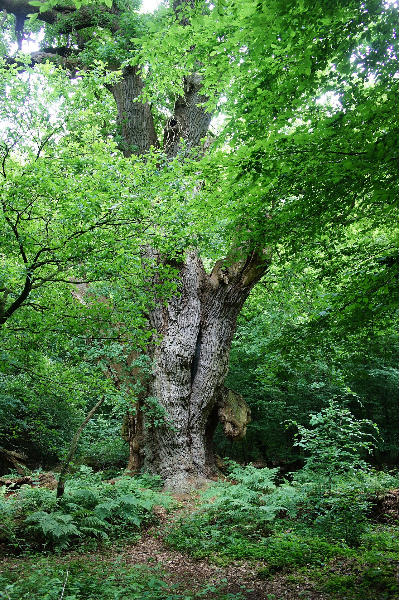 Friederikeneiche in Hasbruch in June 2015