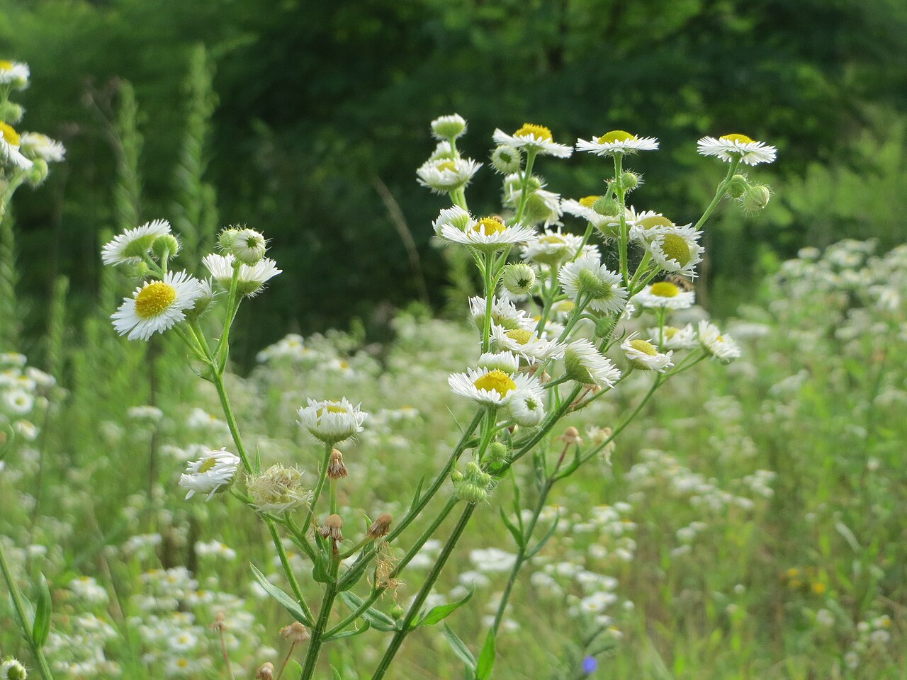Feinstrahl oder Einjähriges Berufkraut ( Erigeron annuus ) im Naturschutzgebiet „Steinbachtal / Netzbachtal“