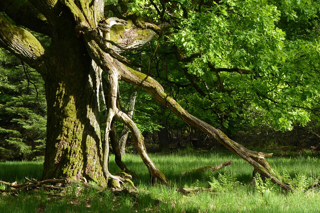 Im Naturschutzgebiet "Viehweide"