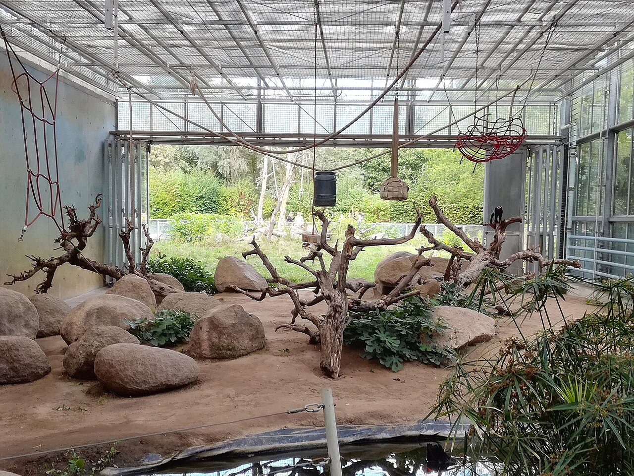 Vivarium Darmstadt: Schopfmakakenhaus, Tiere gerade im Freigelände