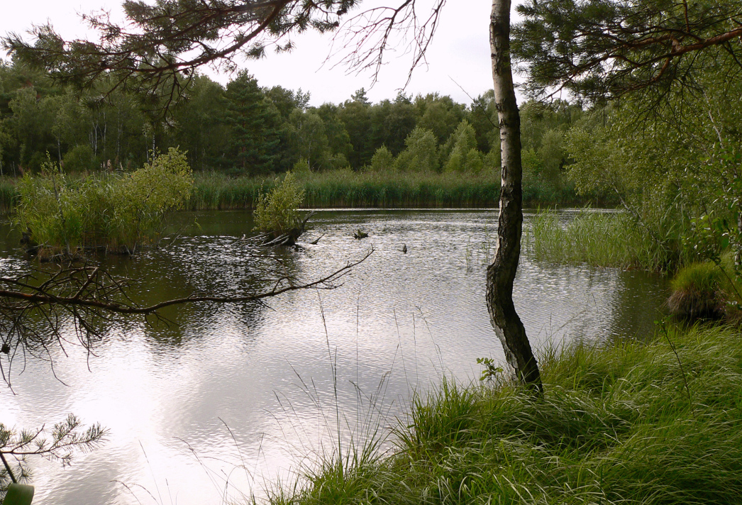 Gewässer im Vogelmoor