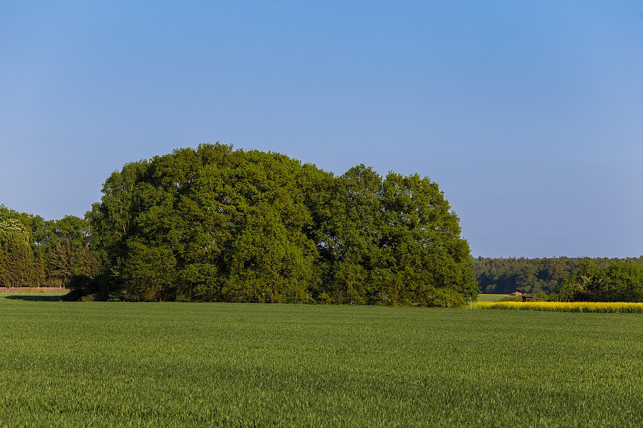 Naturdenkmal Vogelschutzgehölz Pechbusch bei Darmstadt-Arheilgen