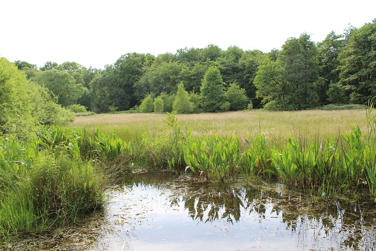 Volksdorf, Hamburg: "Volksdorfer Teichwiesen" nature reserve